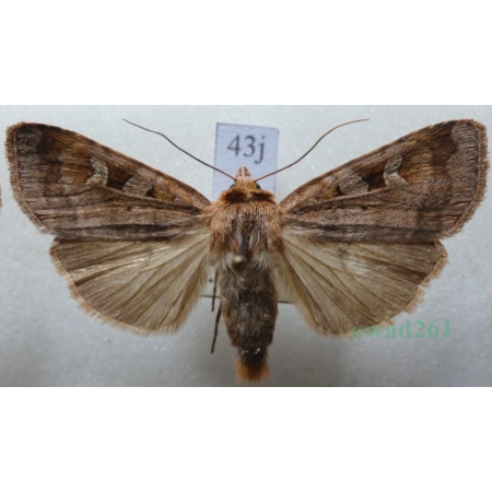 Diarsia brunnea (Denis & Schiffermüller, 1775) Rolnica brunatna Czech43j